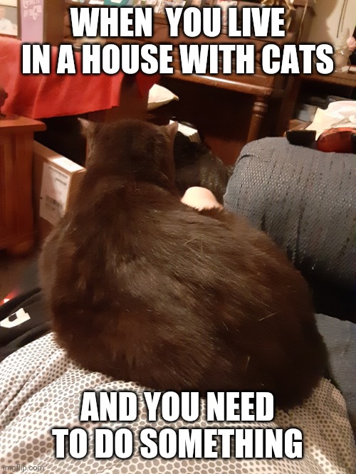Living with cats... | WHEN  YOU LIVE IN A HOUSE WITH CATS; AND YOU NEED TO DO SOMETHING | image tagged in funny cats | made w/ Imgflip meme maker