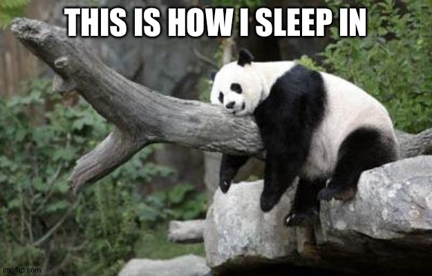 lazy panda | THIS IS HOW I SLEEP IN | image tagged in lazy panda | made w/ Imgflip meme maker