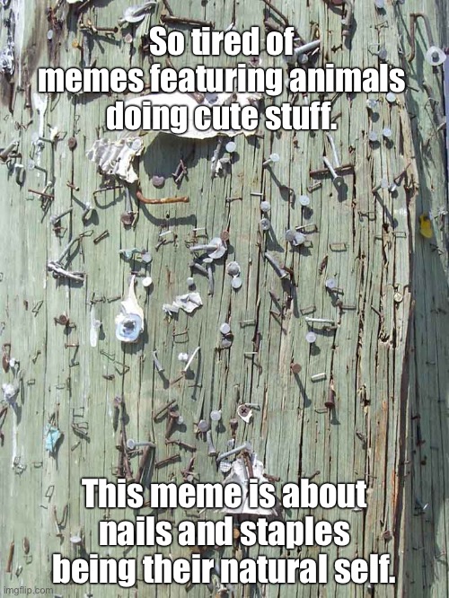 Nailed it | So tired of memes featuring animals doing cute stuff. This meme is about nails and staples being their natural self. | image tagged in nails,screws,staples,fasteneres,cat memes,dog memes | made w/ Imgflip meme maker