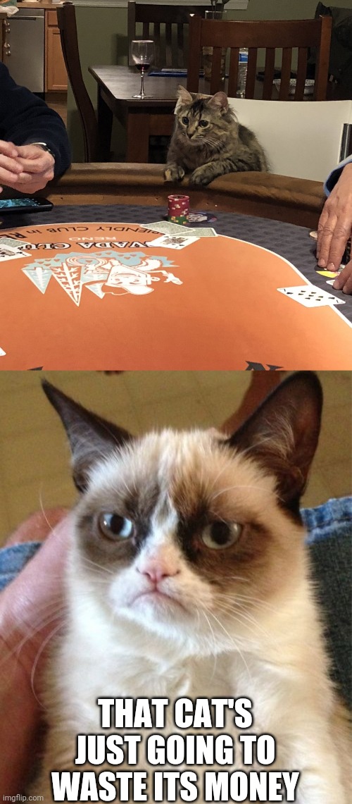 THAT CAT'S JUST GOING TO WASTE ITS MONEY | image tagged in memes,grumpy cat,cat poker | made w/ Imgflip meme maker