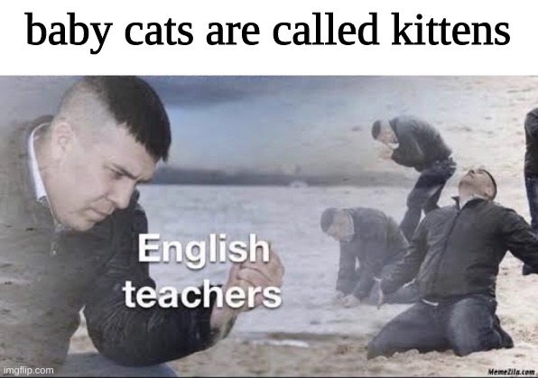 English teachers | baby cats are called kittens | image tagged in english teachers | made w/ Imgflip meme maker