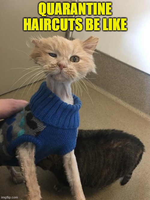 I will now ALWAYS tip my Barber | QUARANTINE HAIRCUTS BE LIKE | image tagged in funny,quarantine,pandemic,bad haircut,funny haircut,funny cats | made w/ Imgflip meme maker