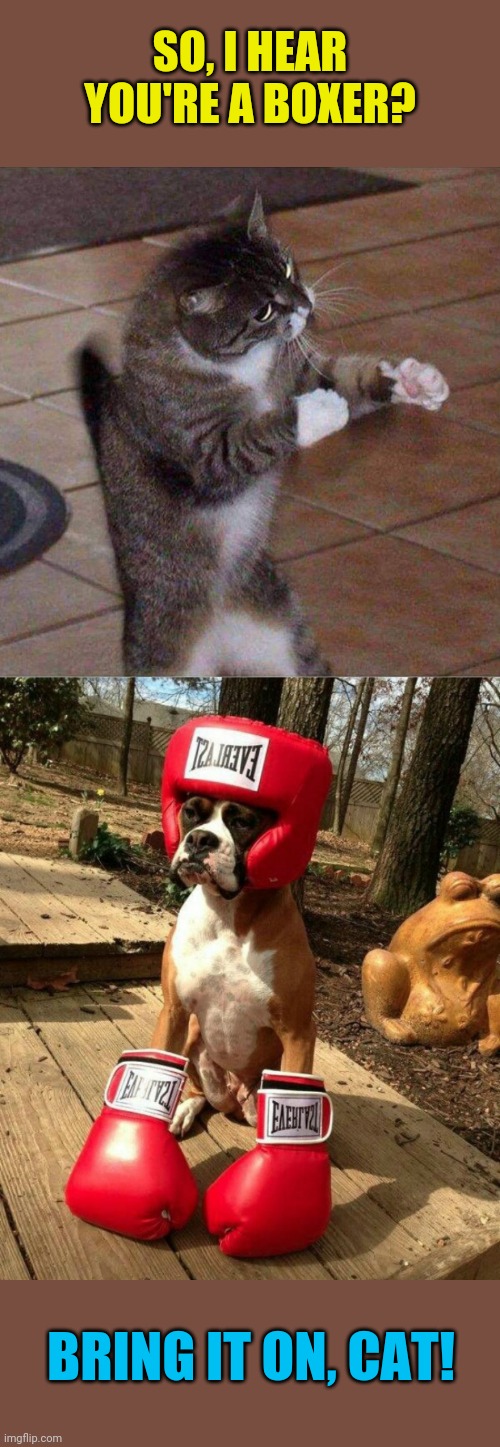 Fur Fight | SO, I HEAR YOU'RE A BOXER? BRING IT ON, CAT! | image tagged in cats and dogs,boxing,cat fight,boxer,funny memes | made w/ Imgflip meme maker
