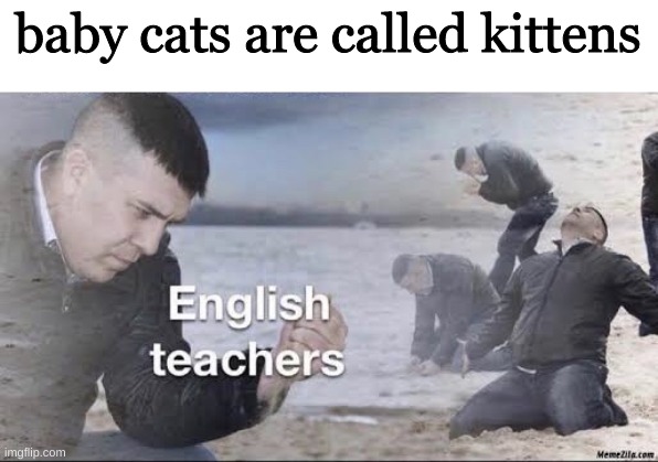 ;-; how old r yall | baby cats are called kittens | image tagged in english teachers | made w/ Imgflip meme maker