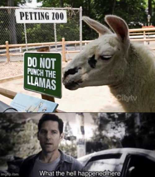 Poor llama | image tagged in what the hell happened here | made w/ Imgflip meme maker