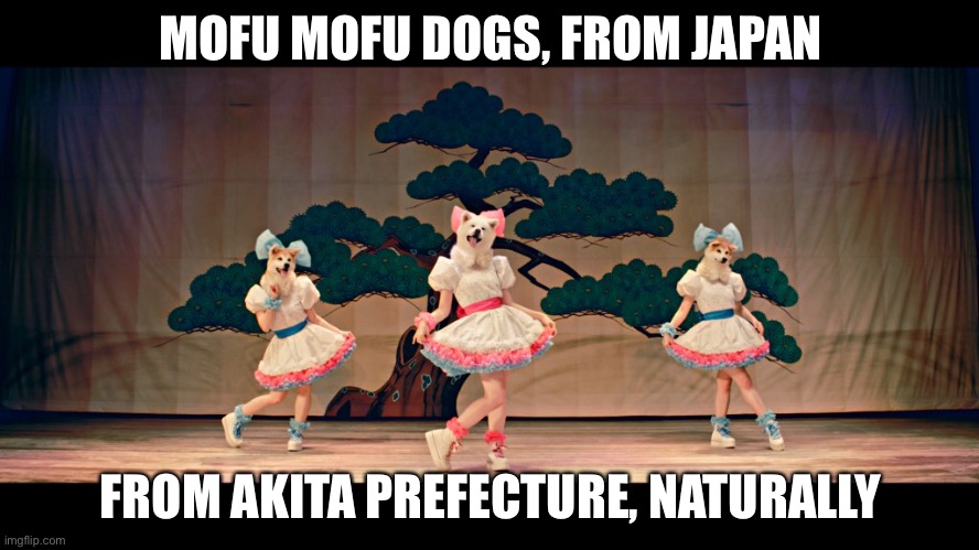 MOFU MOFU DOGS, FROM JAPAN; FROM AKITA PREFECTURE, NATURALLY | image tagged in mofu mofu dogs | made w/ Imgflip meme maker