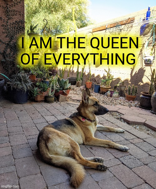 I am the queen | I AM THE QUEEN OF EVERYTHING | image tagged in german shepherd | made w/ Imgflip meme maker