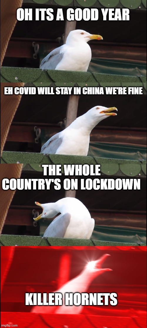 this year in a nutshell | OH ITS A GOOD YEAR; EH COVID WILL STAY IN CHINA WE'RE FINE; THE WHOLE COUNTRY'S ON LOCKDOWN; KILLER HORNETS | image tagged in memes,inhaling seagull | made w/ Imgflip meme maker