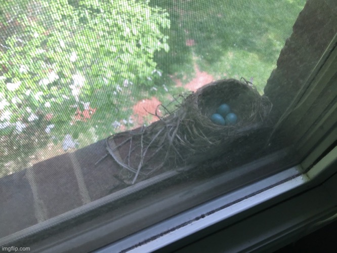 Robin eggs outside my bathroom window! | made w/ Imgflip meme maker