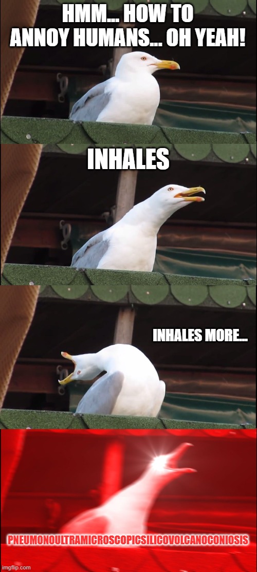 Inhaling Seagull | HMM... HOW TO ANNOY HUMANS... OH YEAH! INHALES; INHALES MORE... PNEUMONOULTRAMICROSCOPICSILICOVOLCANOCONIOSIS | image tagged in memes,long word,inhaling seagull,pneumonoultramicroscopicsilicovolcanoconiosis is a word | made w/ Imgflip meme maker