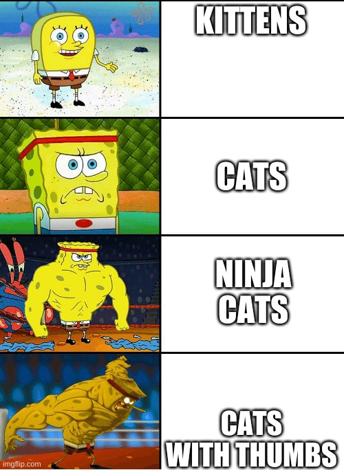 They scary | KITTENS; CATS; NINJA CATS; CATS WITH THUMBS | image tagged in increasingly buff,cats | made w/ Imgflip meme maker