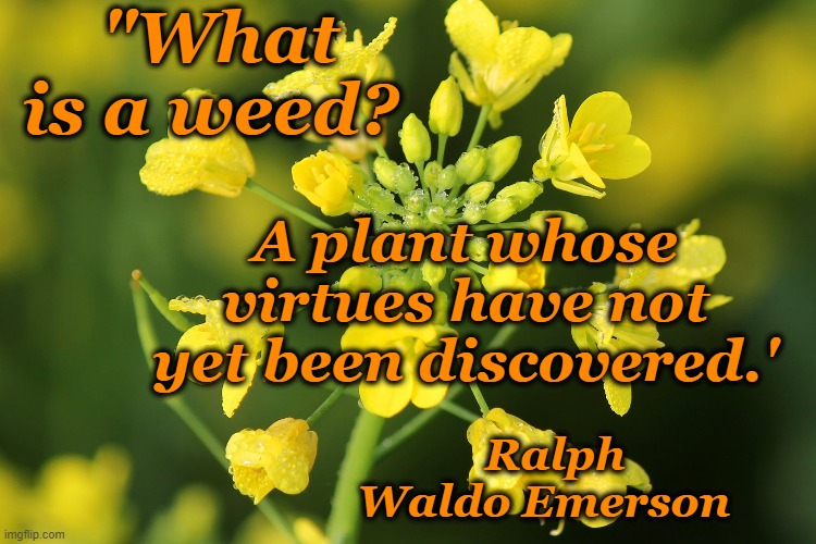 What Is a Weed | "What is a weed? A plant whose virtues have not yet been discovered.'; Ralph Waldo Emerson | image tagged in mustard plant,ralph waldo emerson | made w/ Imgflip meme maker