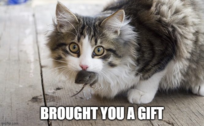 Mouse Mouth | BROUGHT YOU A GIFT | image tagged in funny cat | made w/ Imgflip meme maker