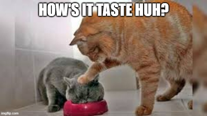 Cat Bully | HOW'S IT TASTE HUH? | image tagged in funny cat | made w/ Imgflip meme maker