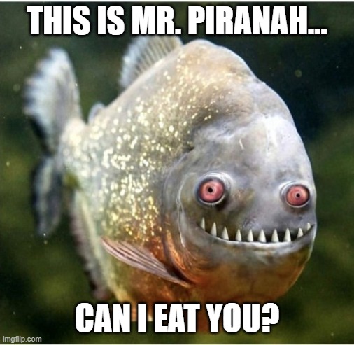 Mr ?????? | THIS IS MR. PIRANAH... CAN I EAT YOU? | image tagged in mr | made w/ Imgflip meme maker