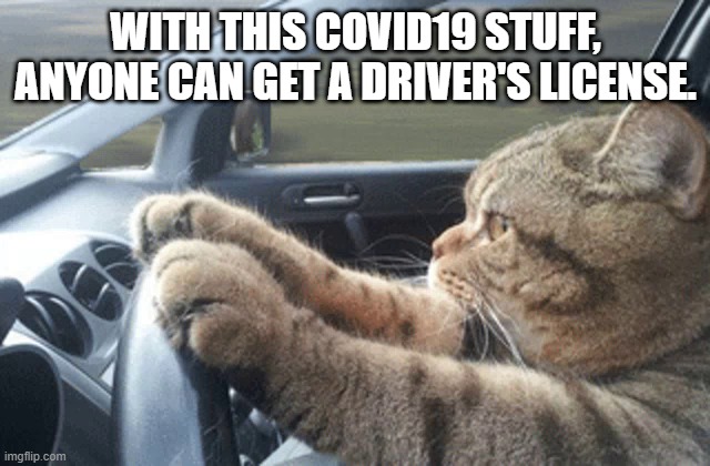 Covid19 Driver's license. | WITH THIS COVID19 STUFF, ANYONE CAN GET A DRIVER'S LICENSE. | image tagged in driver,license,cats,driving | made w/ Imgflip meme maker