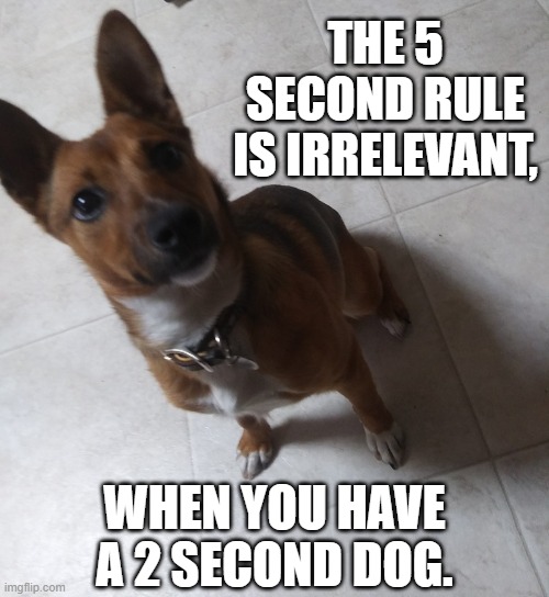 THE 5 SECOND RULE IS IRRELEVANT, WHEN YOU HAVE A 2 SECOND DOG. | image tagged in dog | made w/ Imgflip meme maker