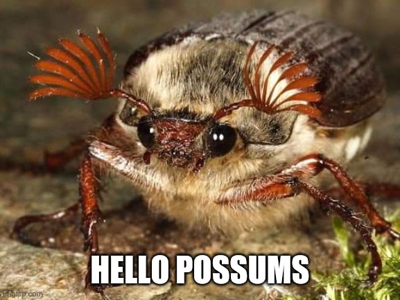 Dame Edna Maybug | HELLO POSSUMS | image tagged in dame edna maybug,memes,funny | made w/ Imgflip meme maker