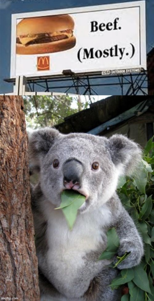 Wonder What Else | image tagged in memes,surprised koala | made w/ Imgflip meme maker