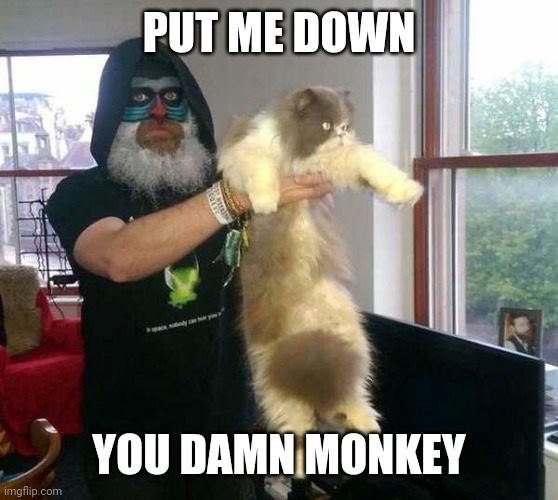 WHAT IS HAPPENING HERE | PUT ME DOWN; YOU DAMN MONKEY | image tagged in cats,funny cats | made w/ Imgflip meme maker