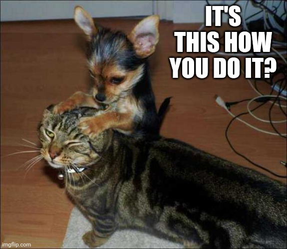 GETTING PUPPY MASSAGE | IT'S THIS HOW YOU DO IT? | image tagged in cats,funny cats | made w/ Imgflip meme maker