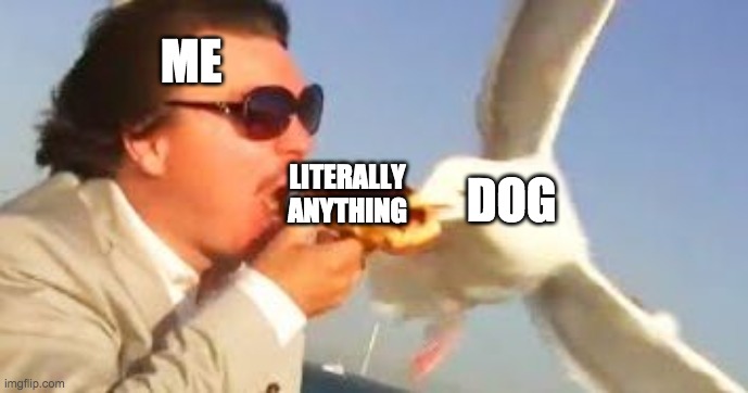 swiping seagull | ME; LITERALLY ANYTHING; DOG | image tagged in swiping seagull | made w/ Imgflip meme maker