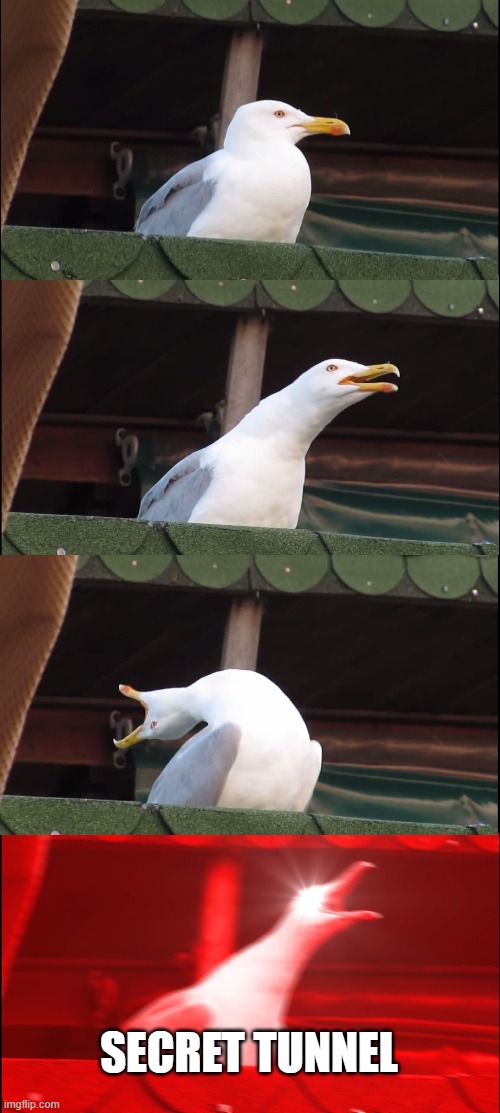 Inhaling Seagull Meme | SECRET TUNNEL | image tagged in memes,inhaling seagull,AvatarMemes | made w/ Imgflip meme maker