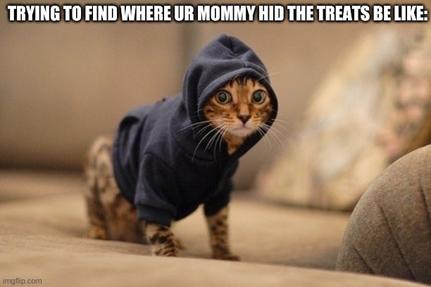 Hoody Cat | TRYING TO FIND WHERE UR MOMMY HID THE TREATS BE LIKE: | image tagged in memes,hoody cat | made w/ Imgflip meme maker