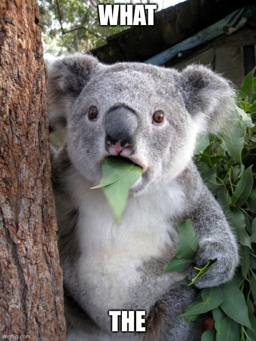 Surprised Koala | WHAT; THE | image tagged in memes,surprised koala | made w/ Imgflip meme maker