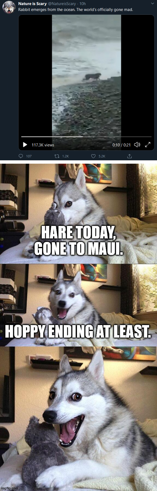Hopping Mad World | HARE TODAY, GONE TO MAUI. HOPPY ENDING AT LEAST. | image tagged in memes,bad pun dog,rabbit,ocean | made w/ Imgflip meme maker