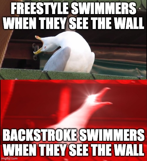 Swimming | FREESTYLE SWIMMERS WHEN THEY SEE THE WALL; BACKSTROKE SWIMMERS WHEN THEY SEE THE WALL | image tagged in screaming bird | made w/ Imgflip meme maker