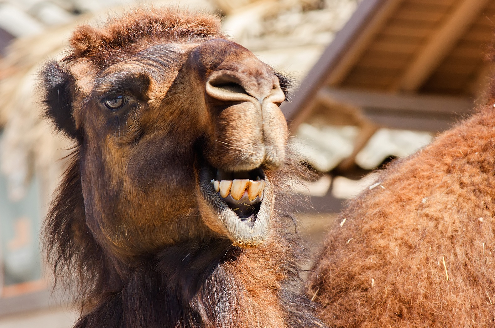 High Quality Angry Camel Blank Meme Template