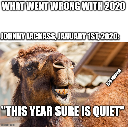 You don't say the Q-word | WHAT WENT WRONG WITH 2020; JOHNNY JACKASS, JANUARY 1ST, 2020:; S/O Memes; "THIS YEAR SURE IS QUIET" | image tagged in angry camel | made w/ Imgflip meme maker