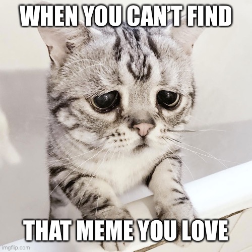 So sad ? | WHEN YOU CAN’T FIND; THAT MEME YOU LOVE | image tagged in sad cat,why cant i,find that meme,i loved it,meme | made w/ Imgflip meme maker