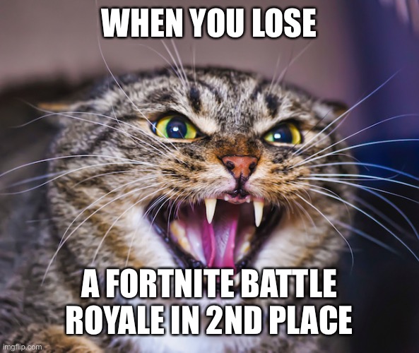 Aw man got sniped again | WHEN YOU LOSE; A FORTNITE BATTLE ROYALE IN 2ND PLACE | image tagged in angry cat,fortnite,haha,meme | made w/ Imgflip meme maker