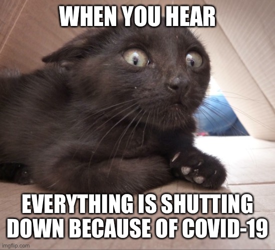 Everything | WHEN YOU HEAR; EVERYTHING IS SHUTTING DOWN BECAUSE OF COVID-19 | image tagged in scared cat,government shutdown | made w/ Imgflip meme maker