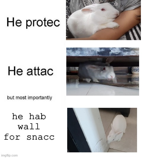 tintin the all rounder rab | he hab wall for snacc | image tagged in he protec he attac but most importantly | made w/ Imgflip meme maker