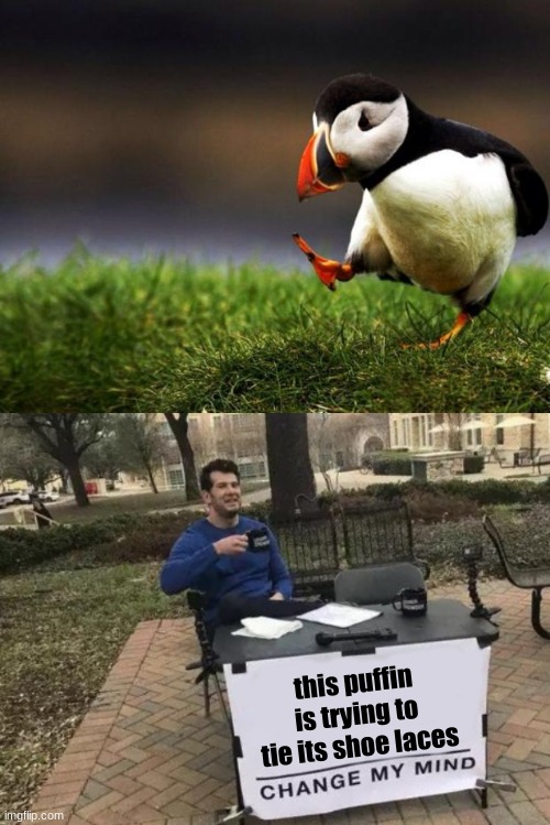 its having a hard time with them............. can someone help them out?? | this puffin is trying to tie its shoe laces | image tagged in memes,unpopular opinion puffin,change my mind,shoes,not a seagull | made w/ Imgflip meme maker