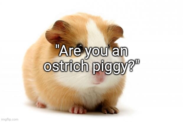 Guinea pig | "Are you an ostrich piggy?" | image tagged in guinea pig | made w/ Imgflip meme maker