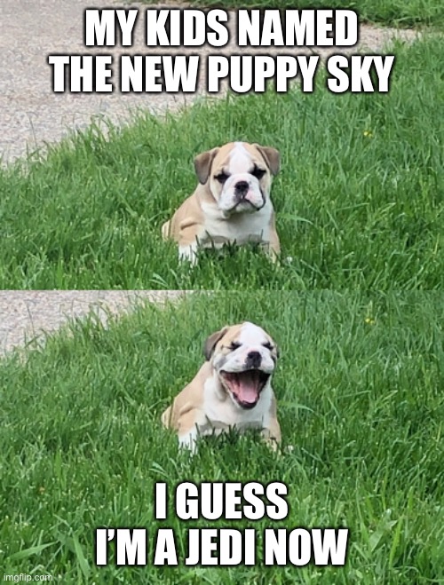 Jedi Bulldog | MY KIDS NAMED THE NEW PUPPY SKY; I GUESS I’M A JEDI NOW | image tagged in jedi | made w/ Imgflip meme maker