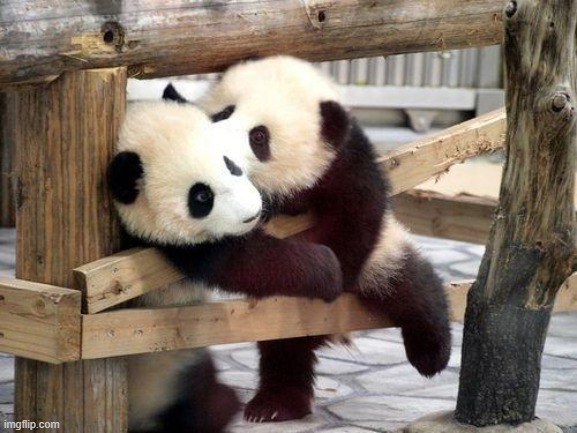 panda kisses | image tagged in panda kisses | made w/ Imgflip meme maker
