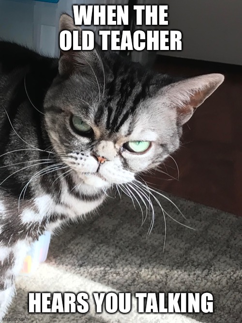 sTop diSrUpTIng tHE clASsrOOM | WHEN THE OLD TEACHER; HEARS YOU TALKING | image tagged in school,angry cat | made w/ Imgflip meme maker