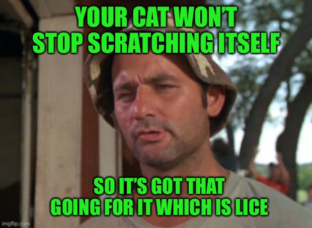 So I Got That Goin For Me Which Is Nice | YOUR CAT WON’T STOP SCRATCHING ITSELF; SO IT’S GOT THAT GOING FOR IT WHICH IS LICE | image tagged in memes,so i got that goin for me which is nice | made w/ Imgflip meme maker