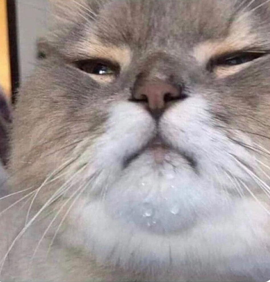 Your Face After The Best Oral Sex Of Her Life Blank Meme Template