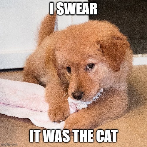 I Swear it was the Cat | I SWEAR; IT WAS THE CAT | image tagged in funny memes | made w/ Imgflip meme maker