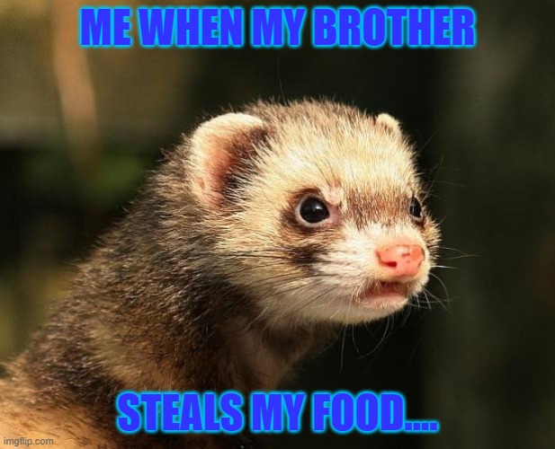 Frustrated Ferret | ME WHEN MY BROTHER; STEALS MY FOOD.... | image tagged in frustrated ferret | made w/ Imgflip meme maker