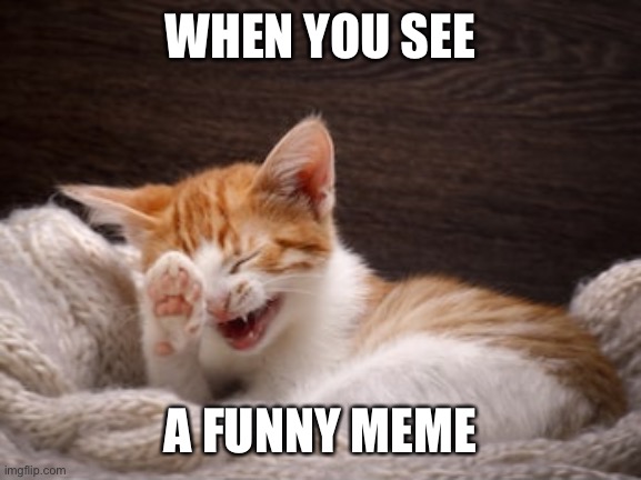 It’s true |  WHEN YOU SEE; A FUNNY MEME | image tagged in funny meme,cat | made w/ Imgflip meme maker