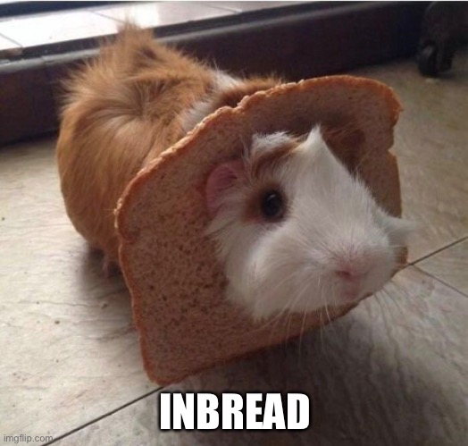 Inbread | INBREAD | image tagged in guinea pig,funny memes | made w/ Imgflip meme maker