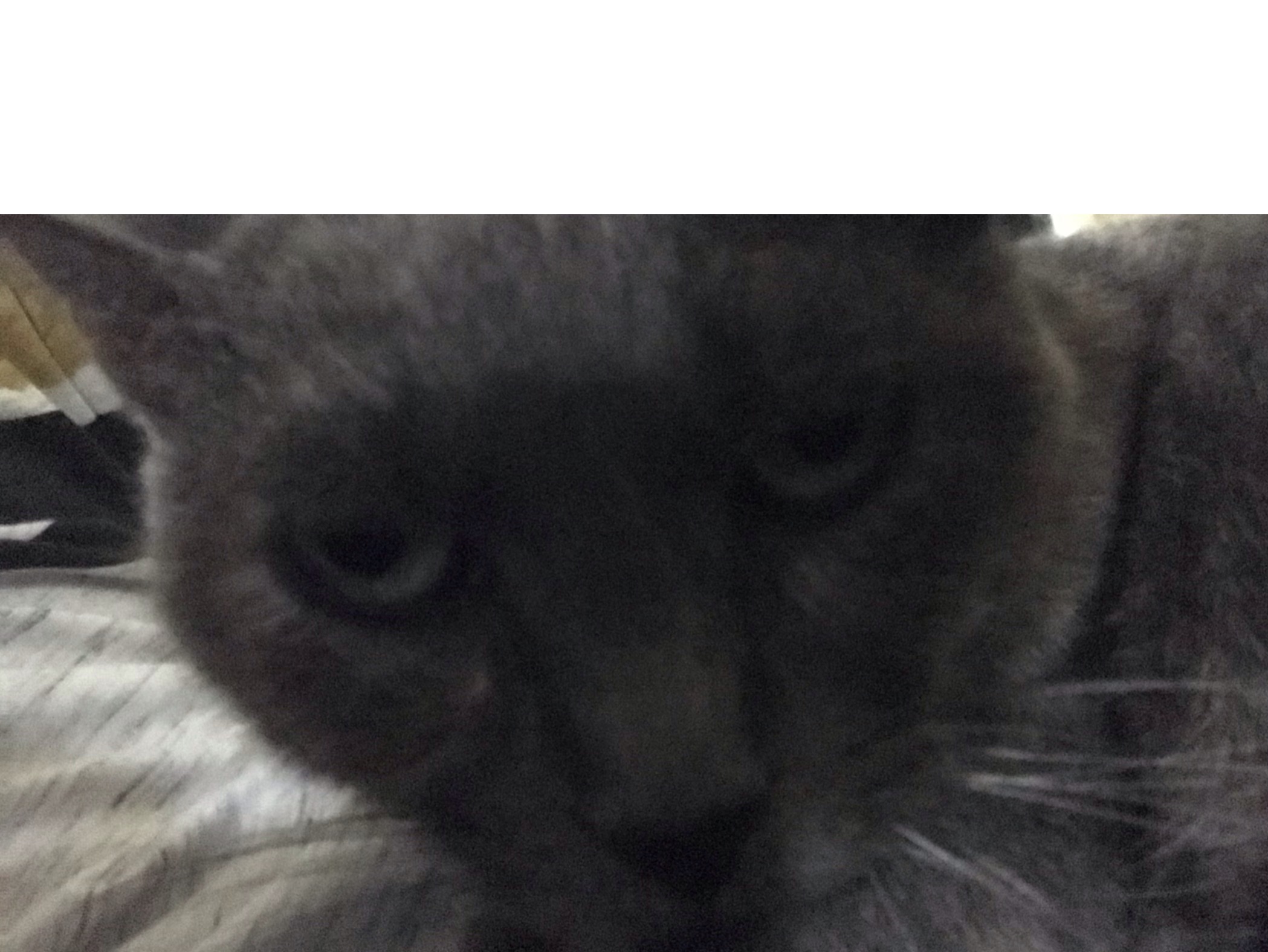 Highly disappointed cat Blank Meme Template