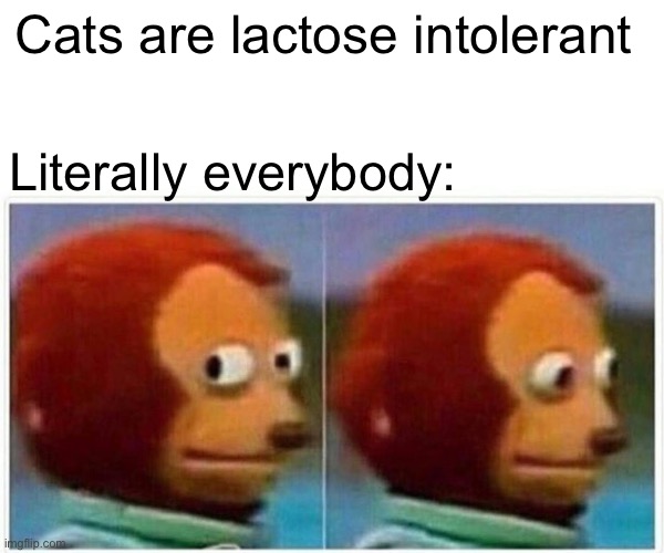 Monkey Puppet Meme | Cats are lactose intolerant Literally everybody: | image tagged in memes,monkey puppet | made w/ Imgflip meme maker
